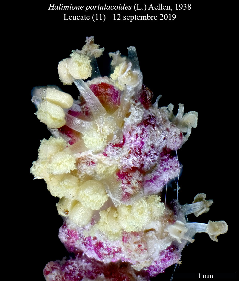 Halimione portulacoides #61919