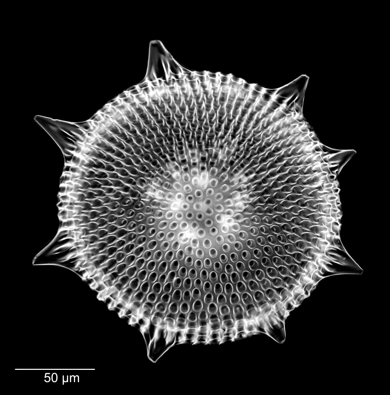 Haliomma humboldti #78290