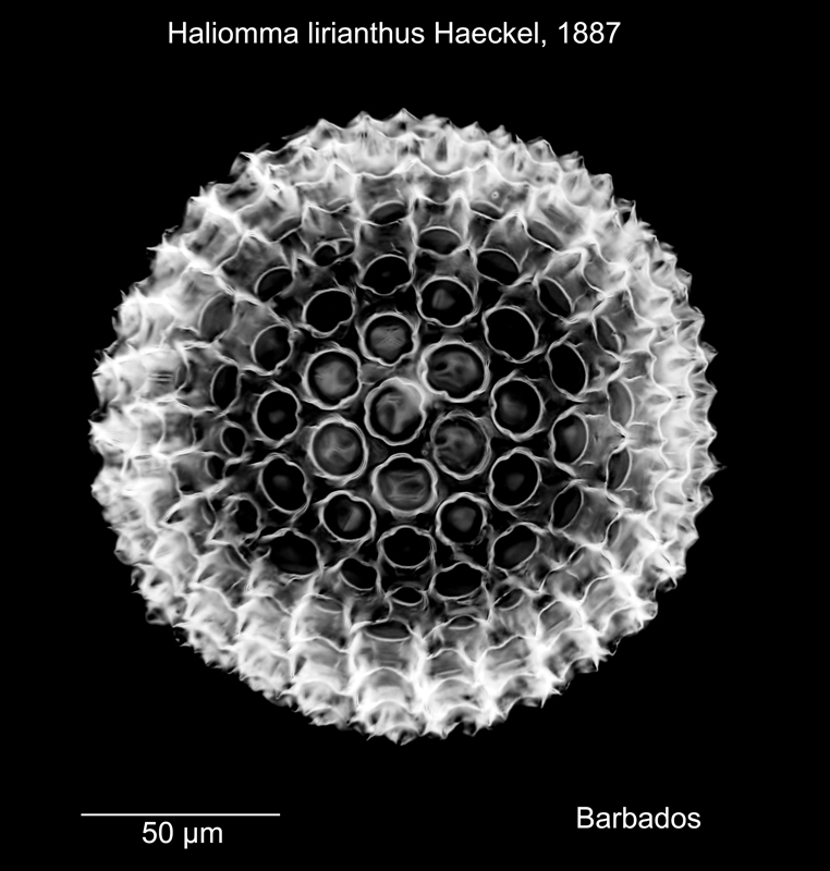 Haliomma lirianthus #78250