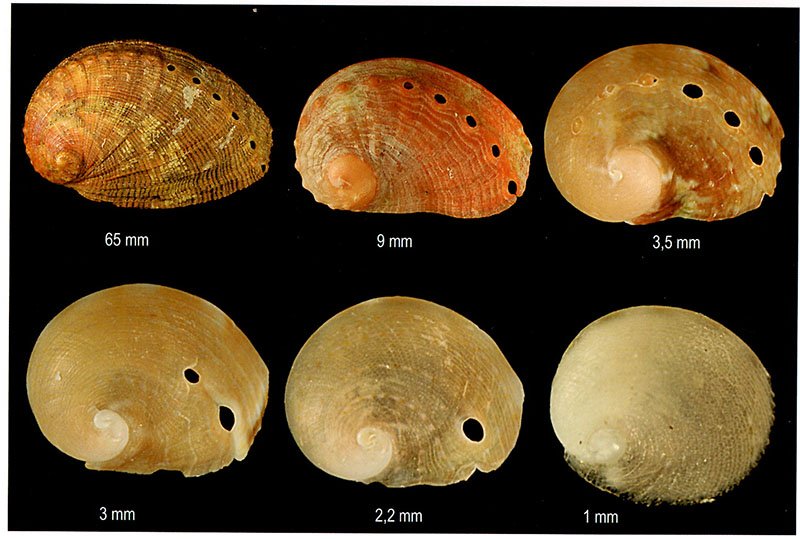 Haliotis tuberculata #59717