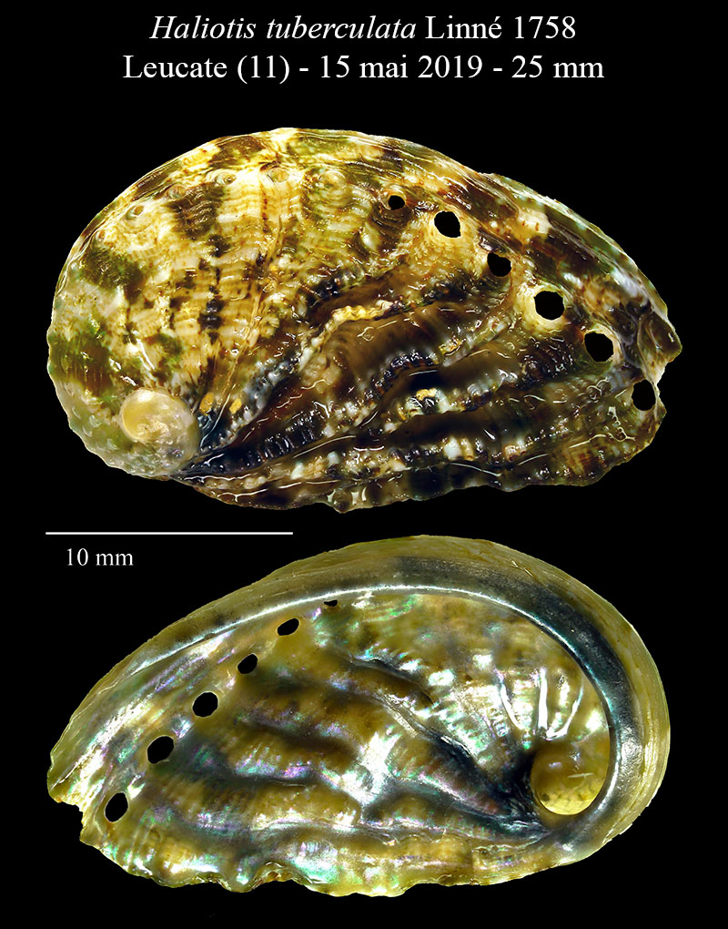 Haliotis tuberculata #59710