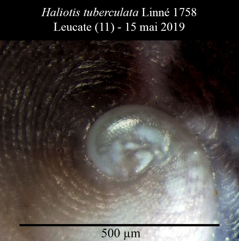 Haliotis tuberculata #59719