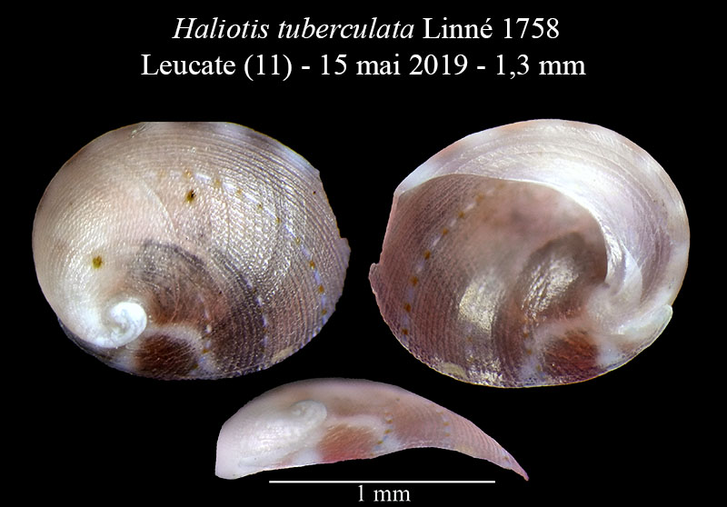 Haliotis tuberculata #59715