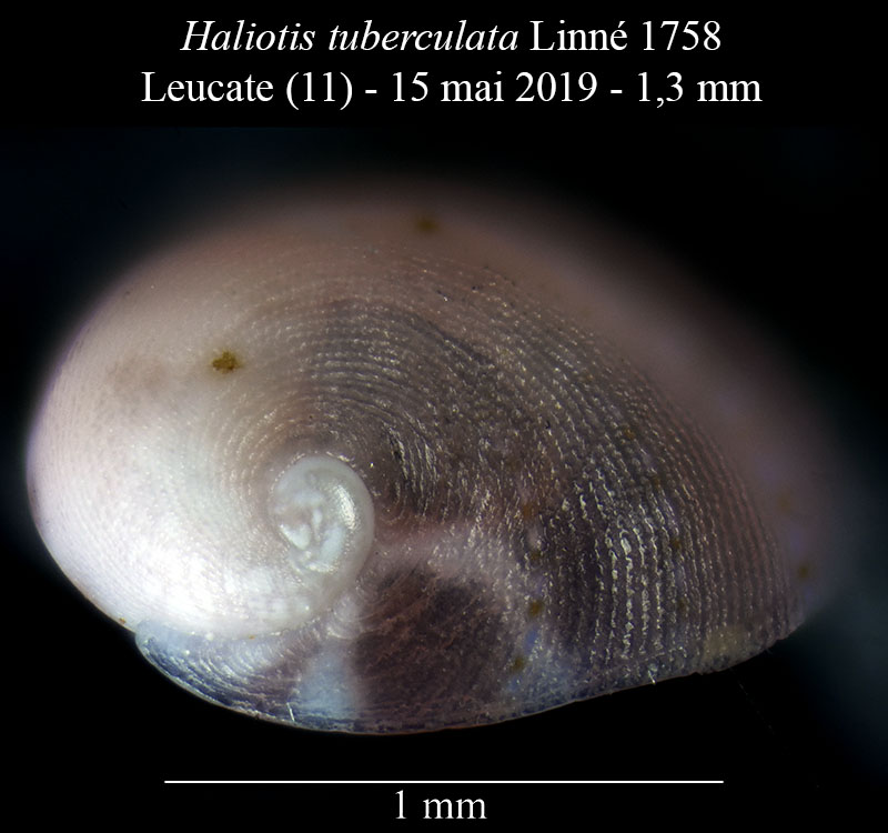 Haliotis tuberculata #59718