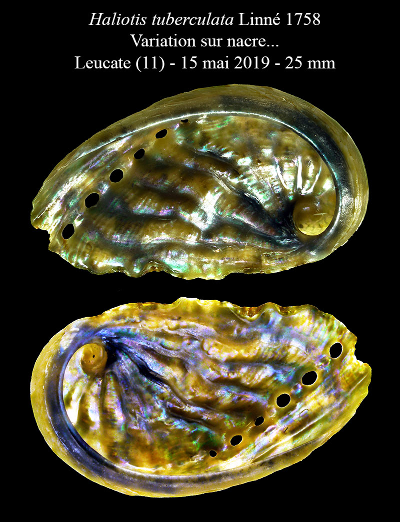 Haliotis tuberculata #59711