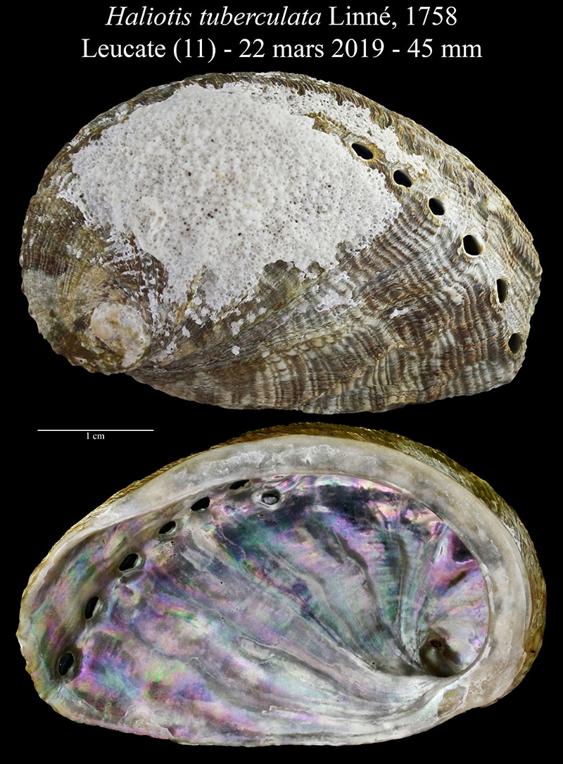 Haliotis tuberculata #59709