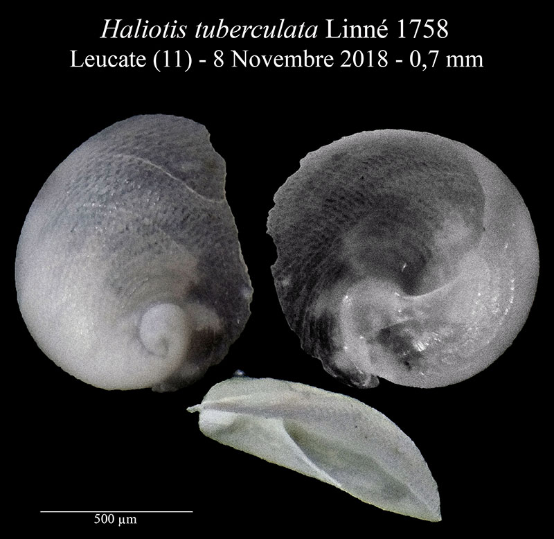 Haliotis tuberculata #59712