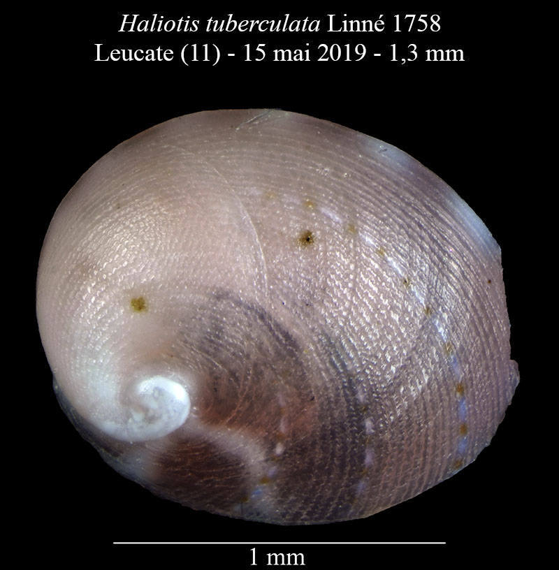 Haliotis tuberculata #59716