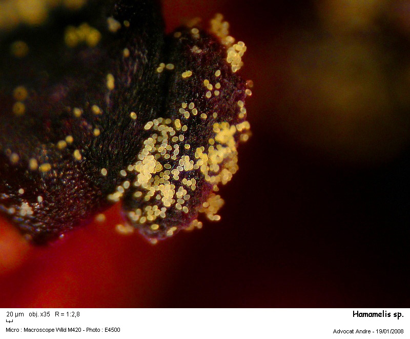 Hamamelis sp. (pollen) #2061