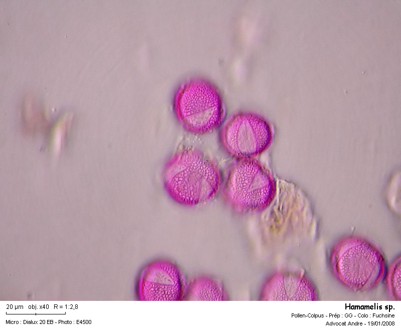 Hamamelis sp. (pollen) #2063