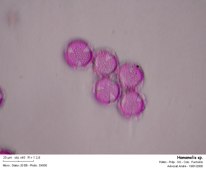 Hamamelis sp. (pollen) #2062
