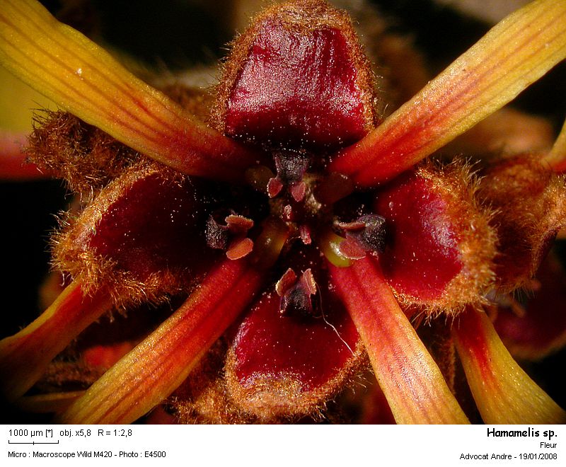Hamamelis sp. (pollen) #2060