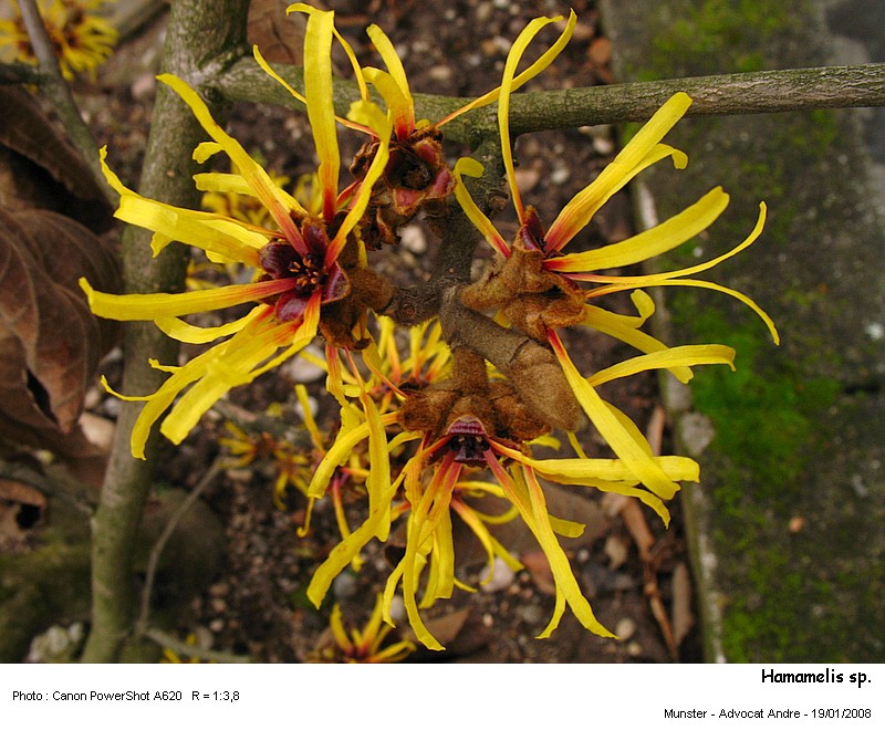 Hamamelis sp. (pollen) #2059