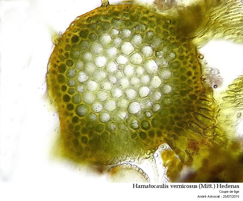 Hamatocaulis vernicosus (Mitt.) Hedenas #41794