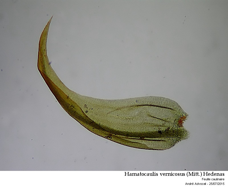 Hamatocaulis vernicosus (Mitt.) Hedenas #41791
