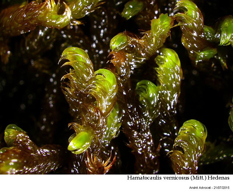 Hamatocaulis vernicosus (Mitt.) Hedenas #41787