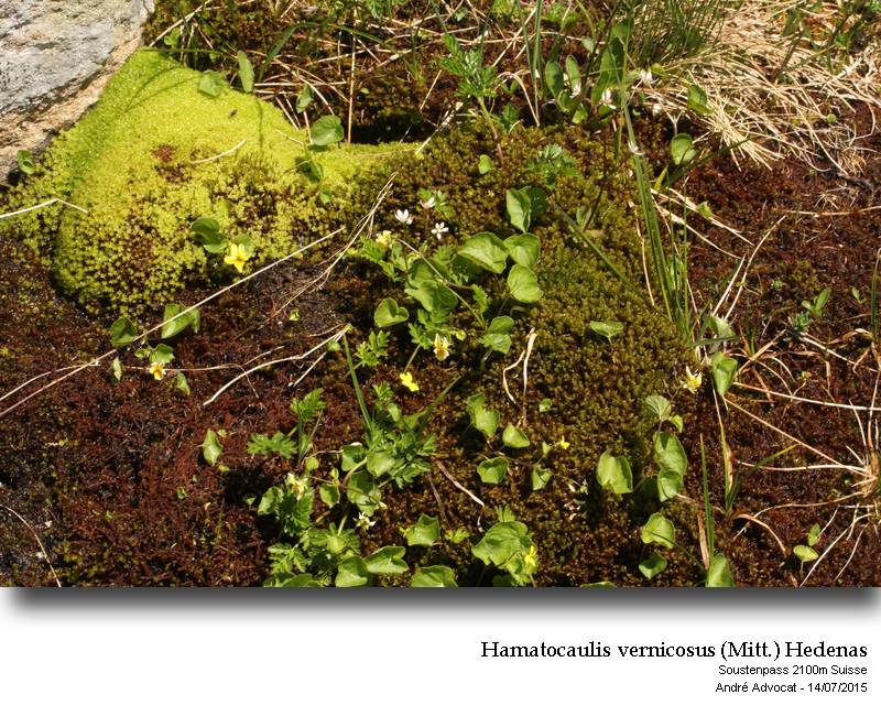 Hamatocaulis vernicosus (Mitt.) Hedenas #41790