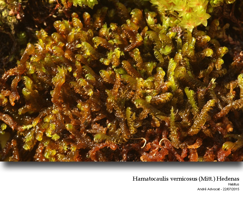 Hamatocaulis vernicosus (Mitt.) Hedenas #41786