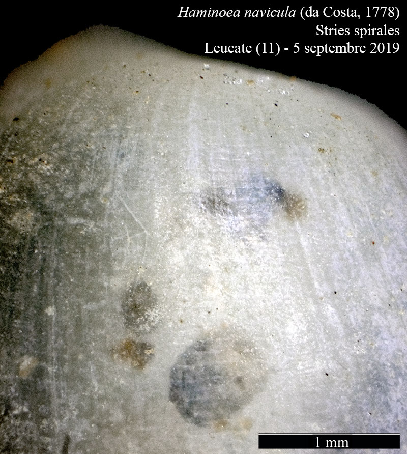 Haminoea navicula #60979