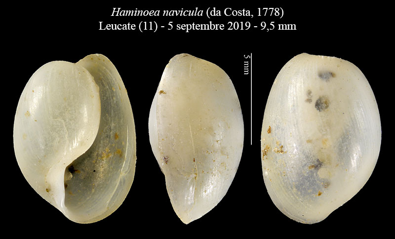 Haminoea navicula #60977