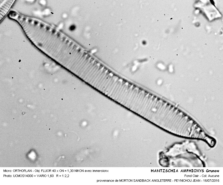 HANTZSCHIA AMPHIOXYS Grunow #46135