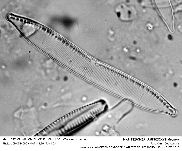 HANTZSCHIA AMPHIOXYS Grunow #44971