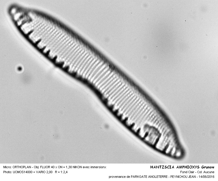 HANTZSCHIA AMPHIOXYS Grunow #45706