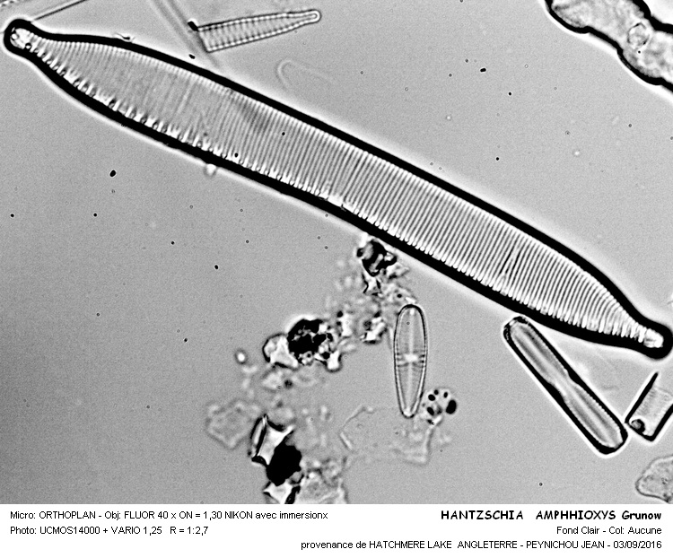 HANTZSCHIA AMPHIOXYS Grunow #46755