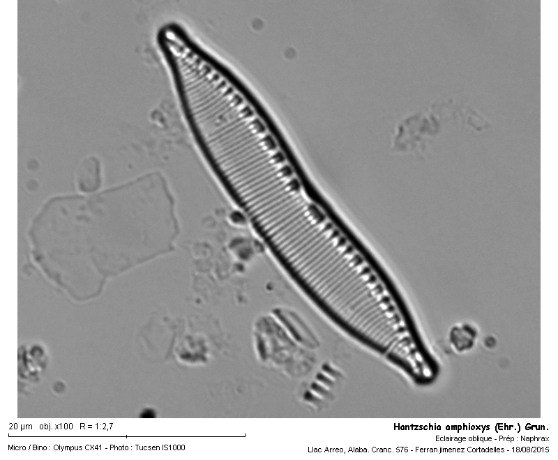 Hantzschia amphioxys (Ehr.) Grun. #43979