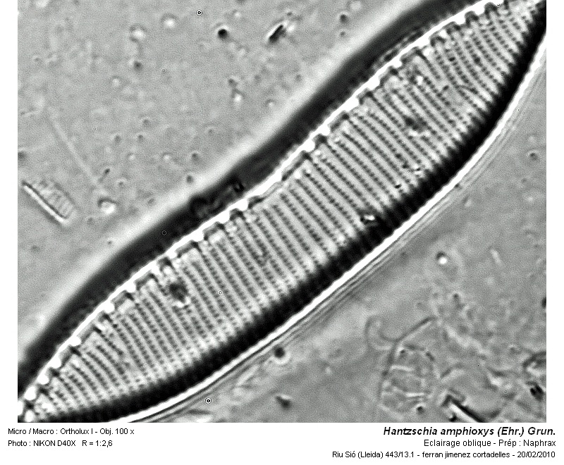 Hantzschia amphioxys (Ehr.) Grun. #14743
