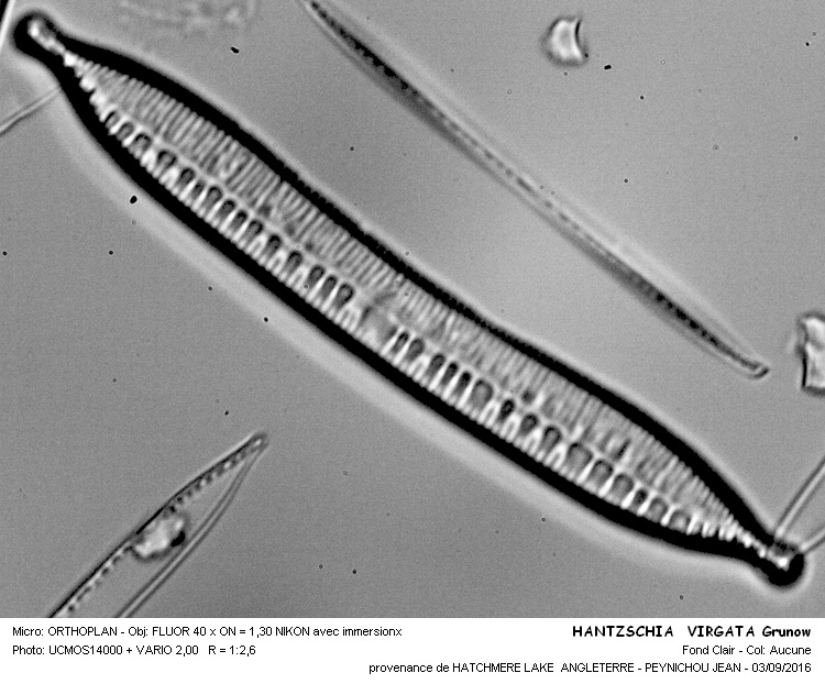 HANTZSCHIA VIRGATA Grunow #46756