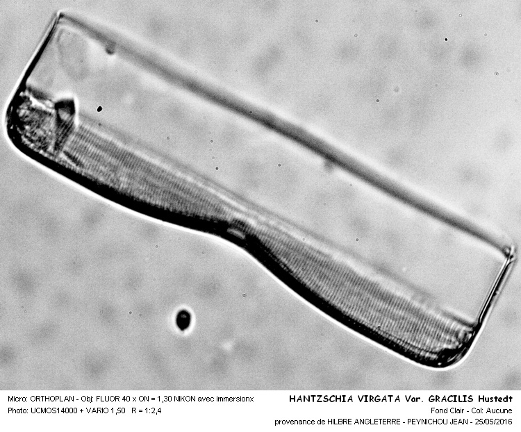 HANTZSCHIA VIRGATA Var. GRACILIS Hustedt #45380