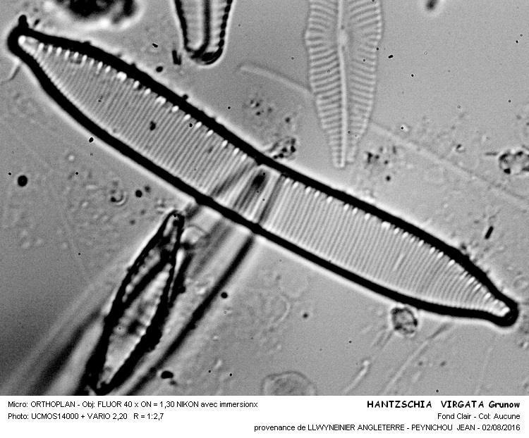 HANTZSCHIA VIRGATA Grunow #46341