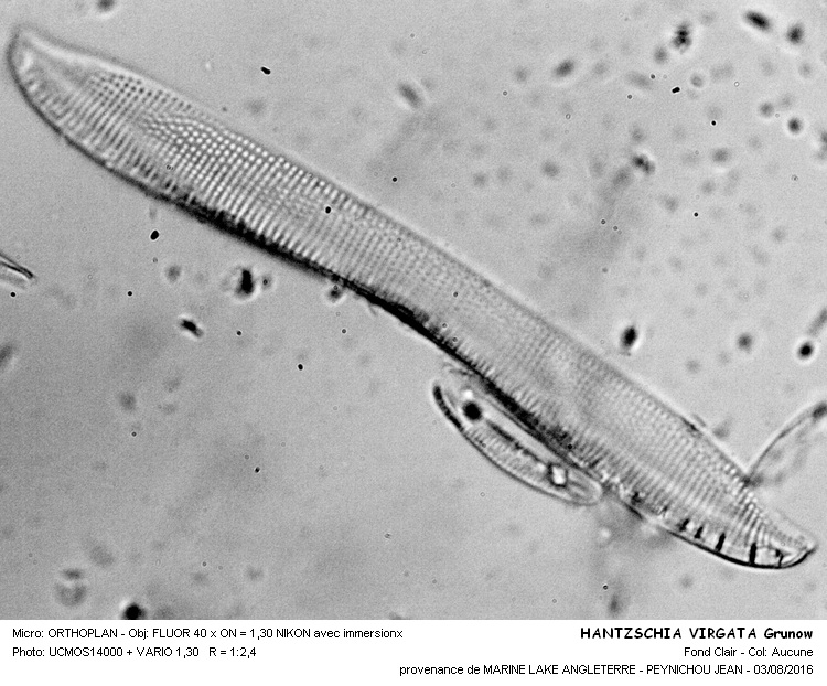 HANTZSCHIA VIRGATA Grunow #46348