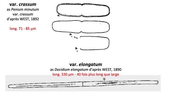 Haplotaenium minutum (Ralfs) Bando #77679