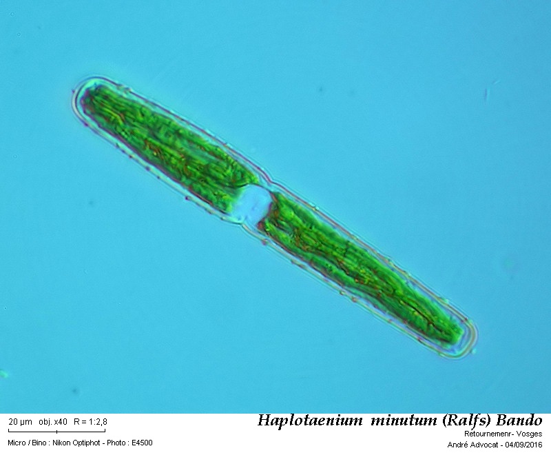 Haplotaenium minutum (Ralfs) Bando #46777