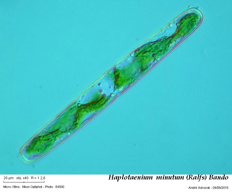 Haplotaenium minutum (Ralfs) Bando #46778