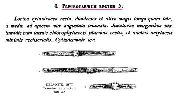 Haplotaenium rectum (Delponte) Bando #84918
