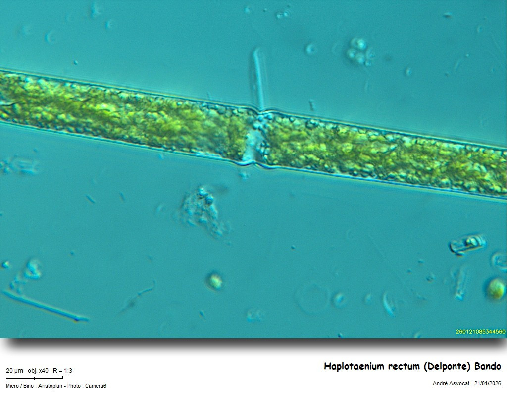 Haplotaenium rectum (Delponte) Bando #84903
