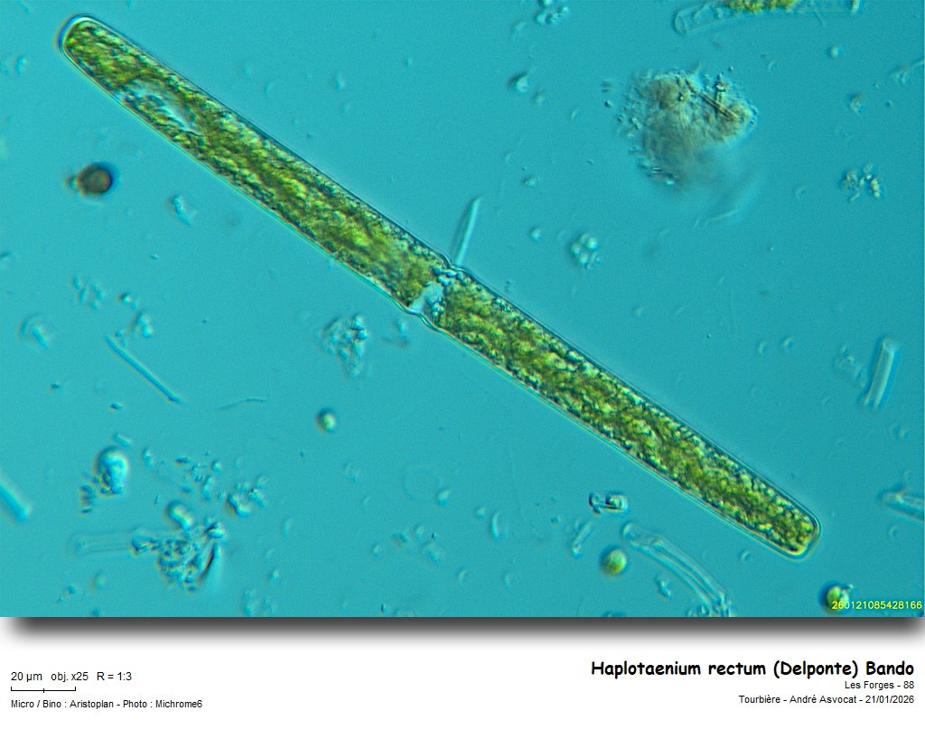 Haplotaenium rectum (Delponte) Bando #84905