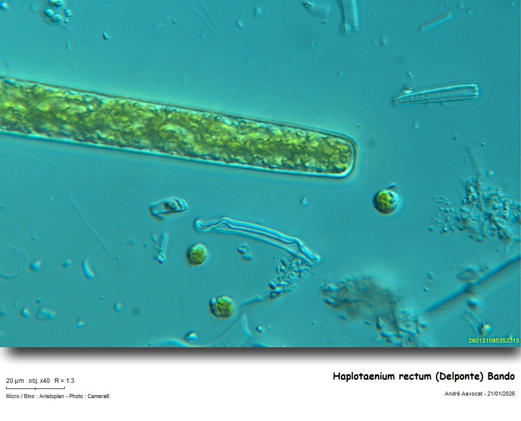 Haplotaenium rectum (Delponte) Bando #84904