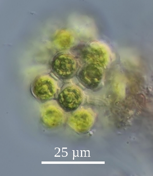 Hariotina reticulata #72752