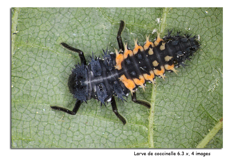 Harmonia axyridis - Coccinelle asiatique #16525