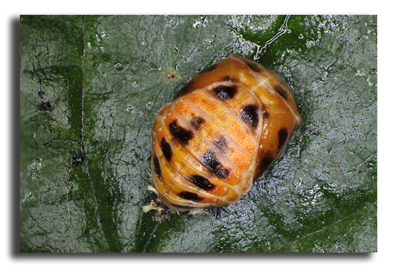 Harmonia axyridis - Coccinelle asiatique #16520