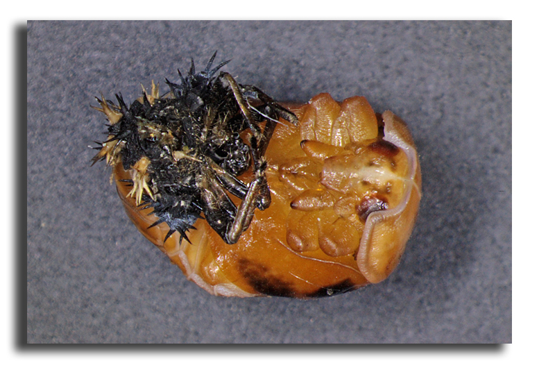 Harmonia axyridis - Coccinelle asiatique #16597