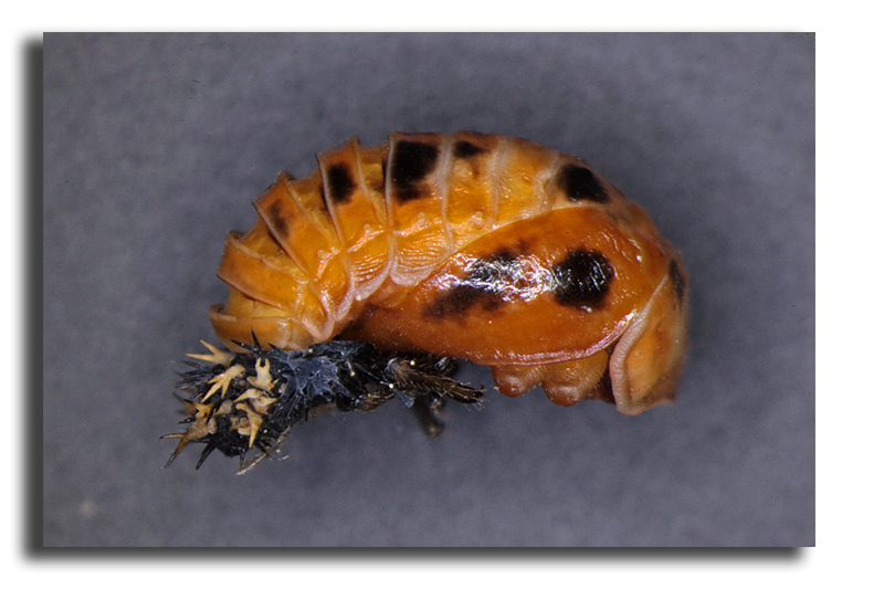 Harmonia axyridis - Coccinelle asiatique #16595