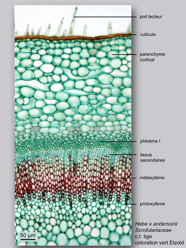 Hebe x andersonii histologie, histology. #24163