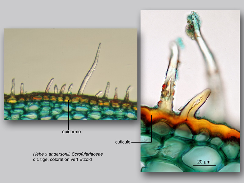 Hebe x andersonii histologie, histology. #24164