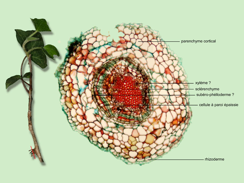 Hedera helix, histologie #16168