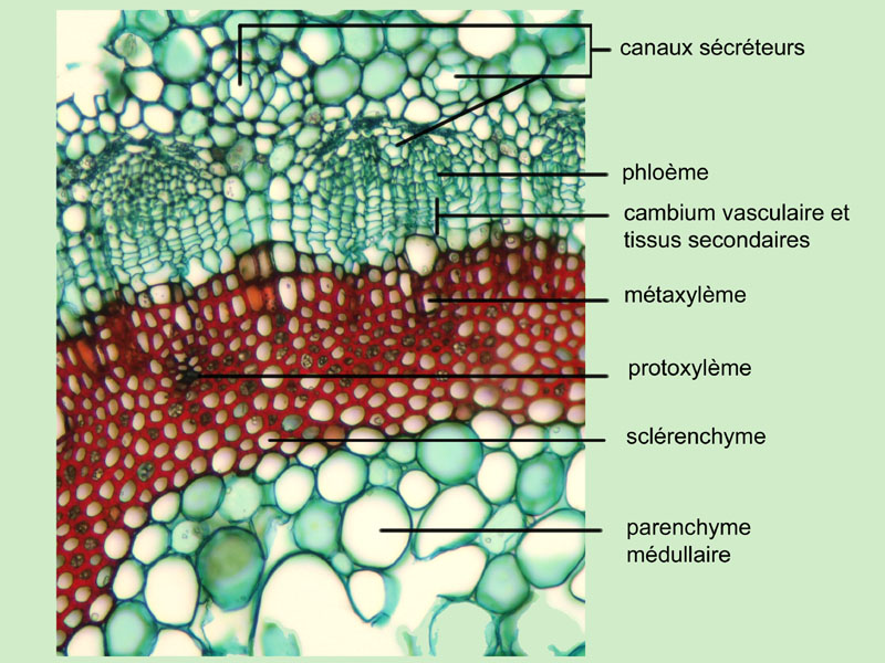 Hedera helix, histologie #16165
